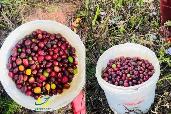 Ký ức từ thủ phủ và hành trình của những hạt ngọc tâm huyết.